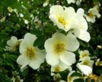 Роза бедренцеволистная( Rose Pimpinellifolia); 60-70(см); С5